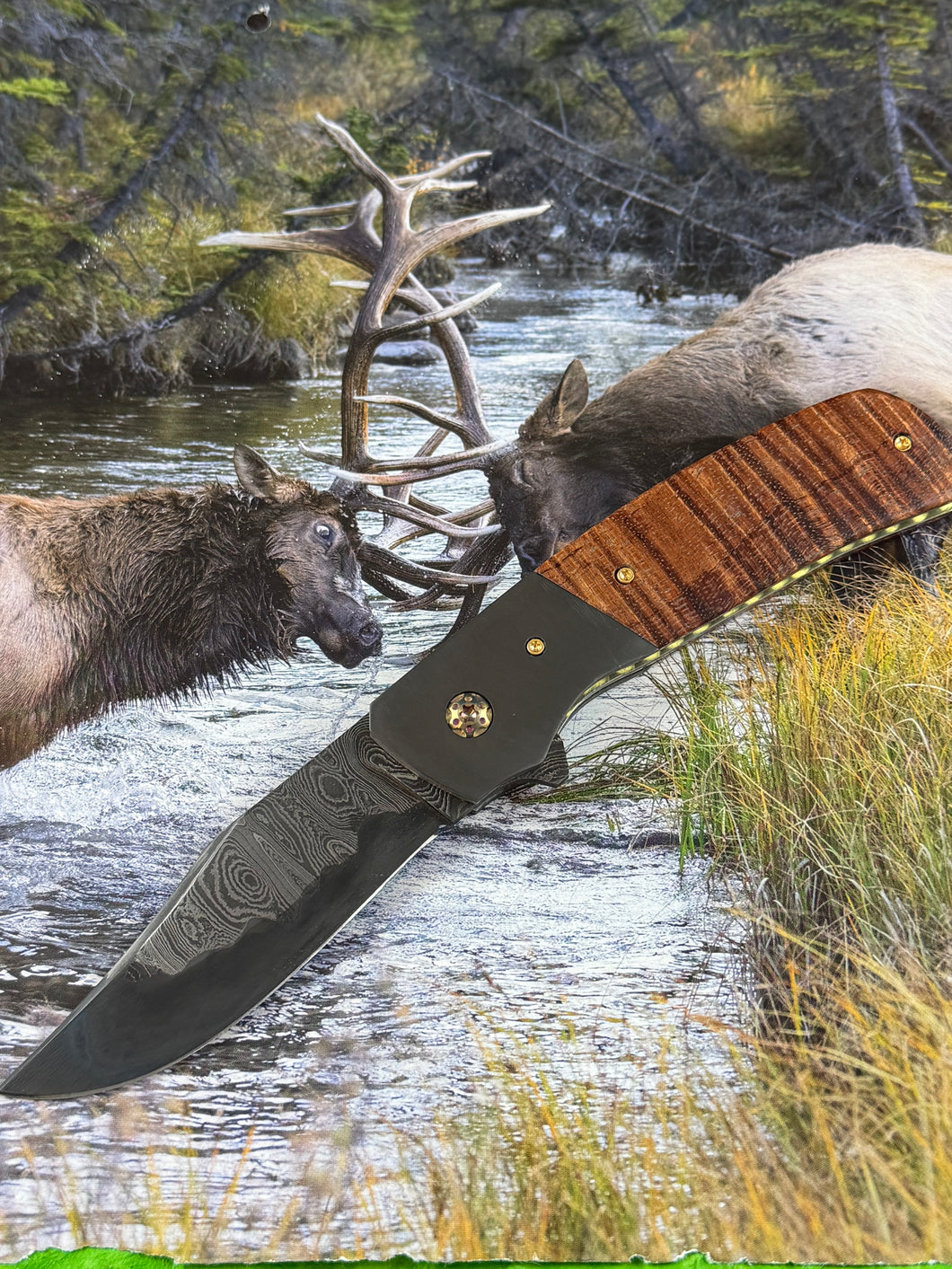 Senita Flipper Folder